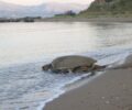 Νωρίς ξεκίνησε η ωοτοκία της θαλάσσιας χελώνας στη Ζάκυνθο